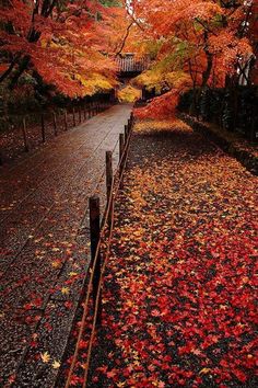 an autumn scene with leaves on the ground