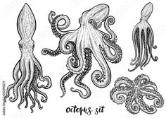 an octopus and other sea animals are depicted in this hand drawn ink drawing, vintage line art