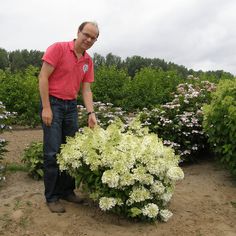 a man standing next to a bush with white flowers on it and the caption country of proven winners