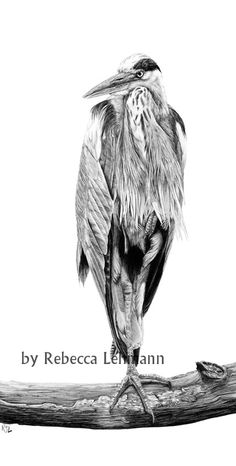 a black and white drawing of a bird on a branch