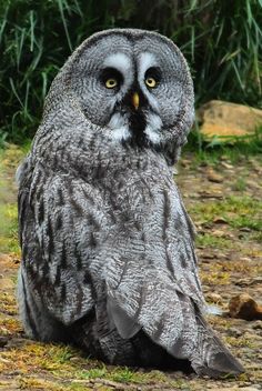 an owl is sitting on the ground with its eyes open