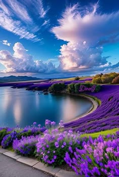 purple flowers are growing along the side of a body of water