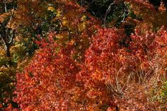 trees with orange and yellow leaves in the fall