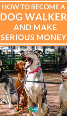 three dogs on leashes with the title how to become a dog walker and make serious money