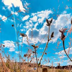 wildflowers in the foreground with blue sky and clouds behind them, on a sunny day