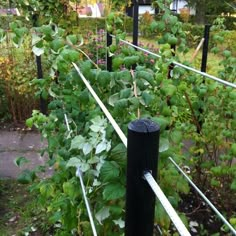 an outdoor garden with many plants growing in it