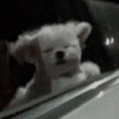 a small white teddy bear sticking its head out the window