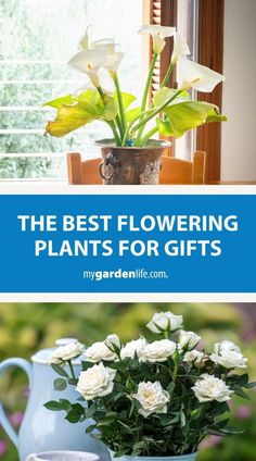 the best flowering plants for gifts that are easy to grow in pots and vases