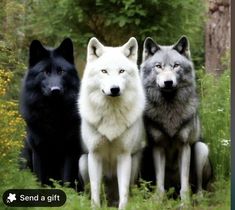 three black and white wolfs are sitting in the grass with one looking at the camera