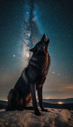 a wolf looking up at the stars in the sky