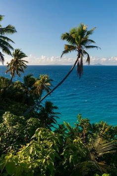 palm trees line the shore of an ocean