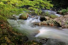 Forest stream royalty free stock photo Forest Stream, Free Stock Photos, Forest