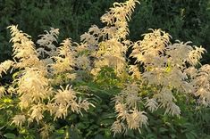 some very pretty white flowers in front of some green bushes and trees with yellow leaves