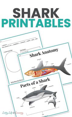 shark printables are great for learning about sharks and other marine animals in the classroom