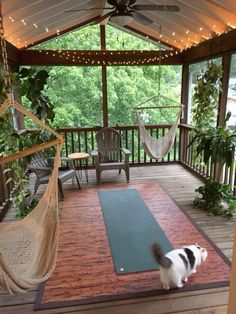 a cat standing on top of a yoga mat in front of a hammock