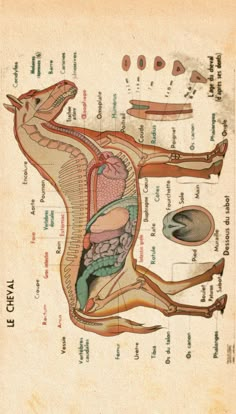 an old diagram of the human body with labels on it