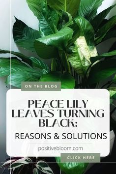 Peace lily leaves turning black? Find out what causes the issue and how to fix it. Also, learn how to prevent the issue from occurring again. Lily Leaves, Peace Lily, Types Of Plants, Fix It, Turning, Tips And Tricks, Lily, Turn Ons