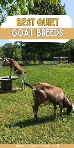 two goats in a field with the words best quiet goat breeds on it's back