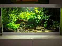 an aquarium filled with lots of green plants and rocks on top of a countertop