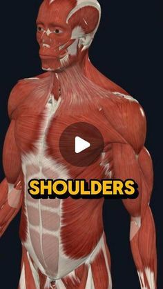 Arm Warmup, Mobility Shoulder, Vmo Exercises, Thoracic Mobility, Rotator Cuff Muscles, Shoulder Girdle, Shoulder Mobility