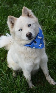 a white dog wearing a blue bandana sitting in the grass