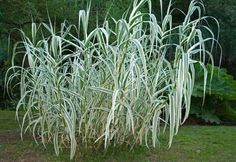 the large white plant is growing in the grass near some trees and bushes with green leaves