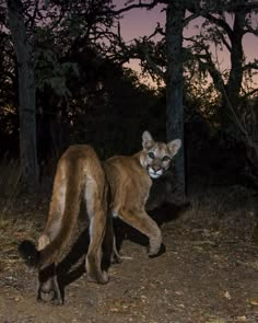 a cougat is walking through the woods at night