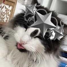 a black and white cat with silver stars on it's head