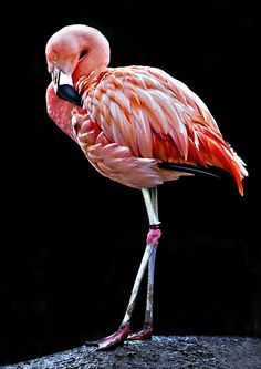 a pink flamingo standing on top of a rock