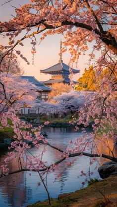 cherry blossoms are blooming in front of the pagoda and pond at sunset, as seen from across the water