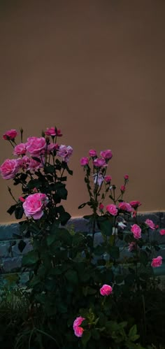 pink roses are blooming in front of a brick wall