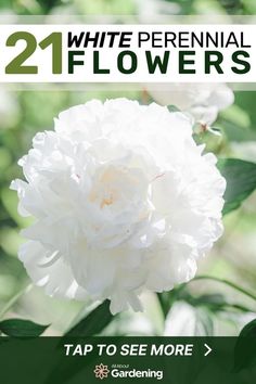 white flowers with text that reads, 21 white perennial flowers tap to see more gardening