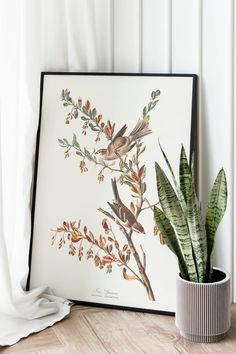 Vintage Bird Art Prints| Bird Poster - MAIA HOMES Family Tree Design, Box Poster, Bird Poster, Bird Art Print, Cardboard Tubes, Cotton Canvas Fabric, Vintage Bird, Quotes Art, Organic Modern Decor