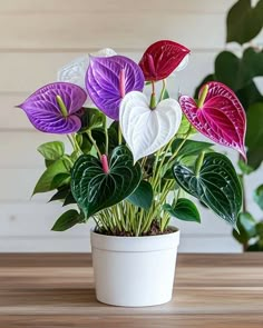 a potted plant with purple and red leaves