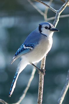 a blue and white bird perched on a tree branch