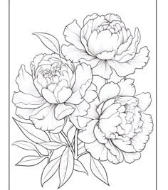 three peonies with leaves and flowers on a white background