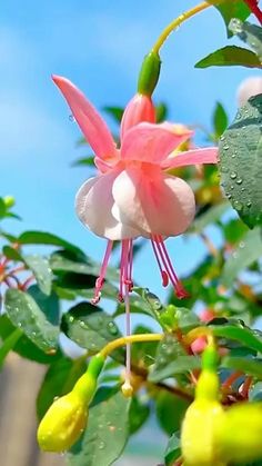 a pink and white flower on a tree with water droplets hanging from it's petals