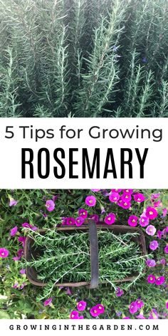 flowers growing in a garden with text overlay reading 5 tips for growing rosemary