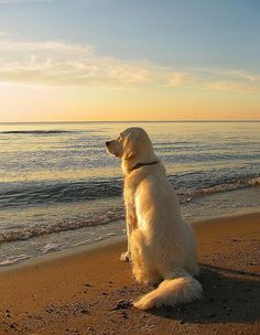 a white dog sitting on top of a sandy beach next to the ocean at sunset