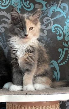 a cat sitting on top of a table next to a wall with blue and white designs