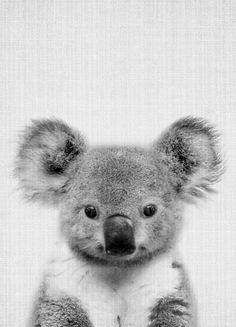 a black and white photo of a koala bear