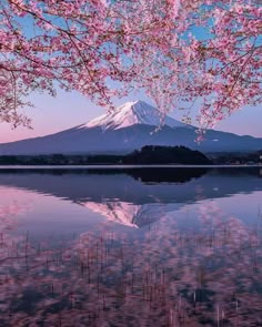 the mountain is covered in pink flowers and reflected in the still water at sunset or dawn