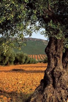 an olive tree in the middle of a field