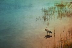 a bird is standing in the water near some tall grass and reeds on the shore