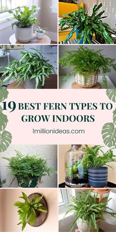 the top ten types of indoor plants that are easy to grow and care for your houseplant