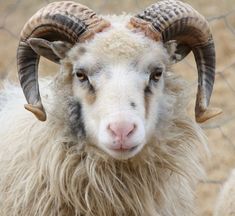 a close up of a goat with very long horns