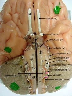 an image of the human brain with labels on each side and labeled parts in green