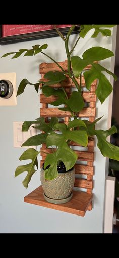 a potted plant sitting on top of a wooden shelf