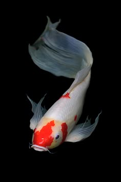 two white and red koi fish swimming in the dark water with their tails curled up