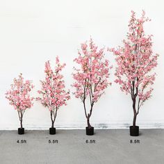 four small trees with pink flowers are lined up against a white wall, and each has its own height